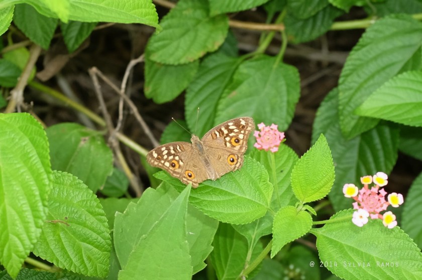 Junonia lemonias janome