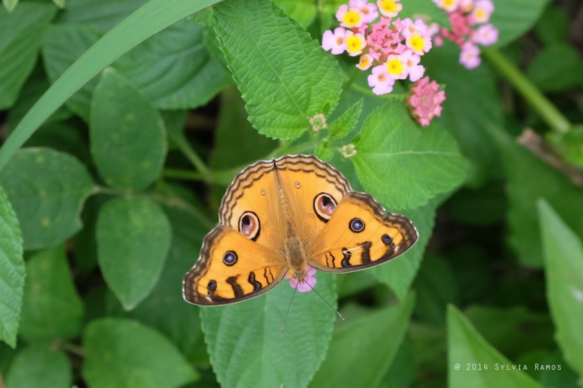 Peacock Pansy Junonia almana almana ID by Romana Pahilanga delo Reyes