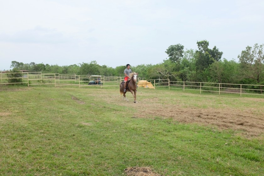 Tonji and the dogs watching Franco from the golf cart.