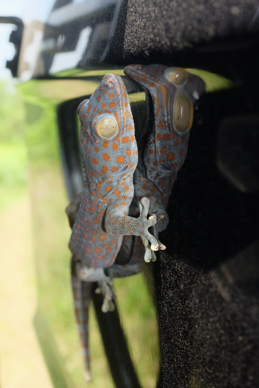 Tuko Gekko gecko In English, this is Tokay Gecko!