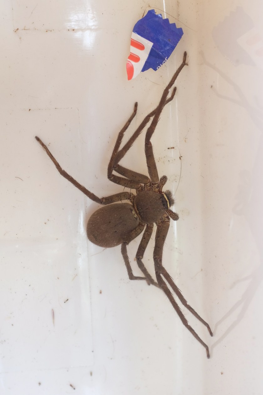 I think this is a Huntsman. They are scary looking, but supposed to be harmless. They can bite, but the swelling and pain passes within a day or two.