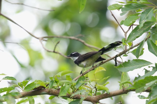 Pied Fantail