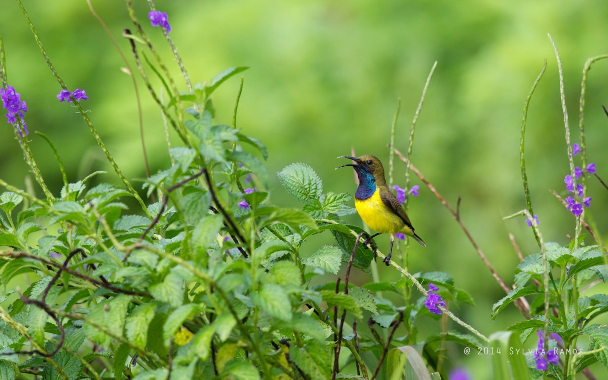 More Birds on the&nbsp;Farm