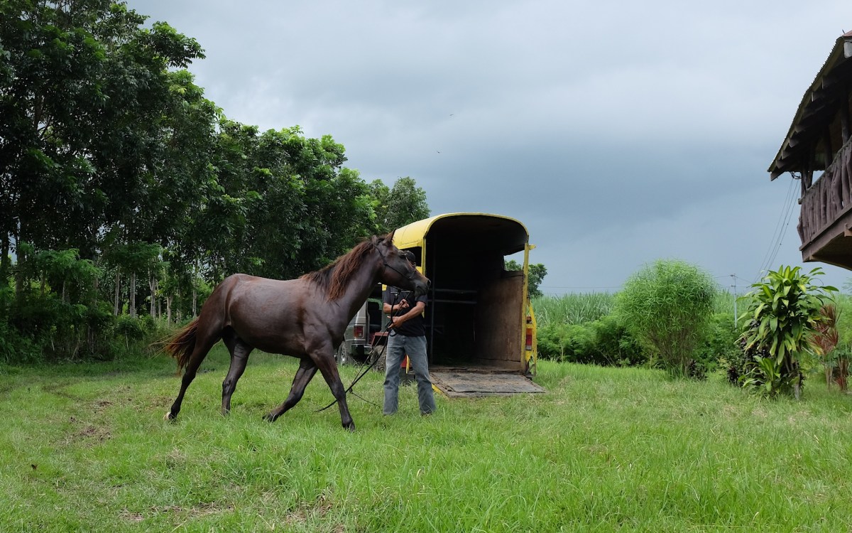 Batman’s Last Day at the&nbsp;Farm