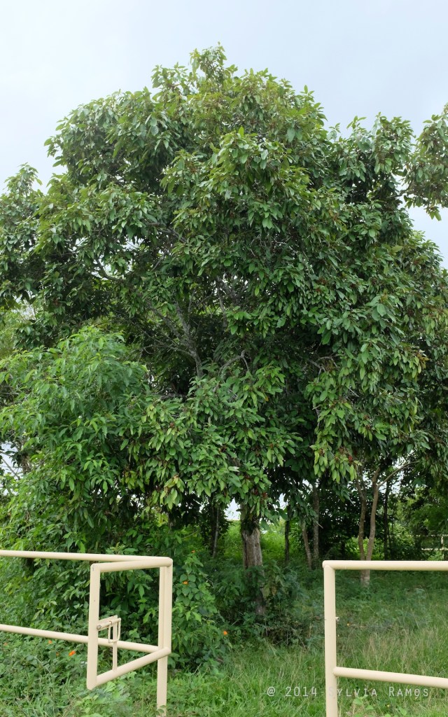 Mallotus philippensis