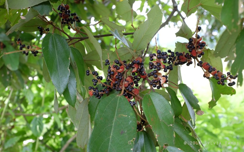The seed are hard. Do Orioles eat them?