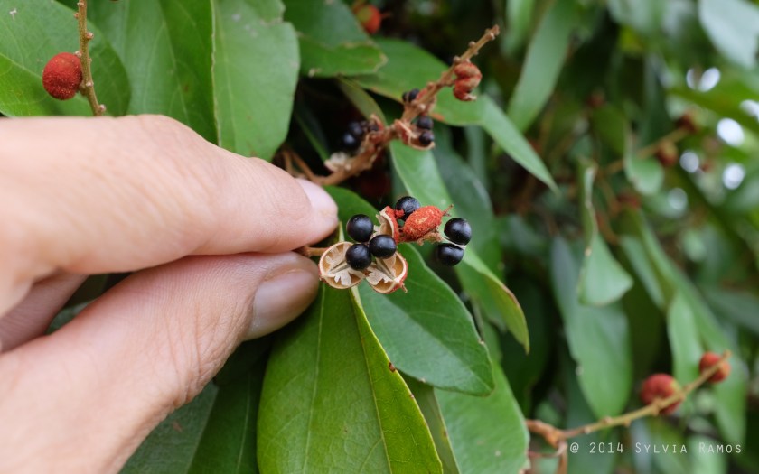 three black seeds inside each pod
