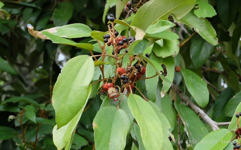 I didn't notice the red insects beside the seed pods!