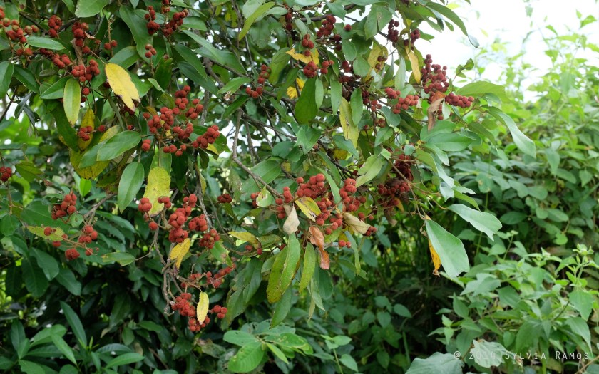 red "berries" that are seed pods