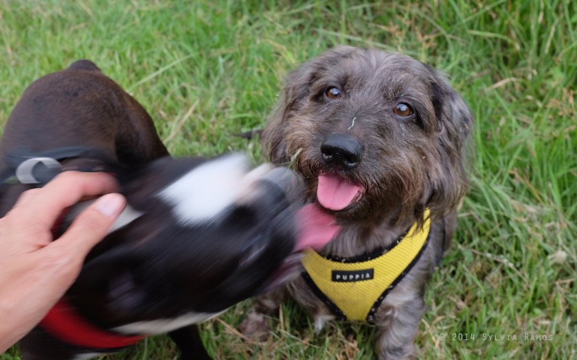 some horses like dogs, but they're not natural companions