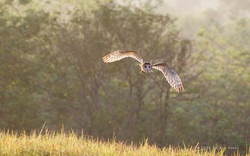 owl in flight early in the morning