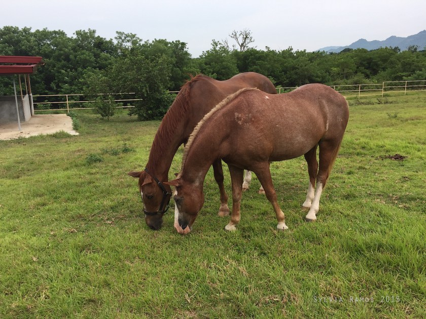 eating grass side by side