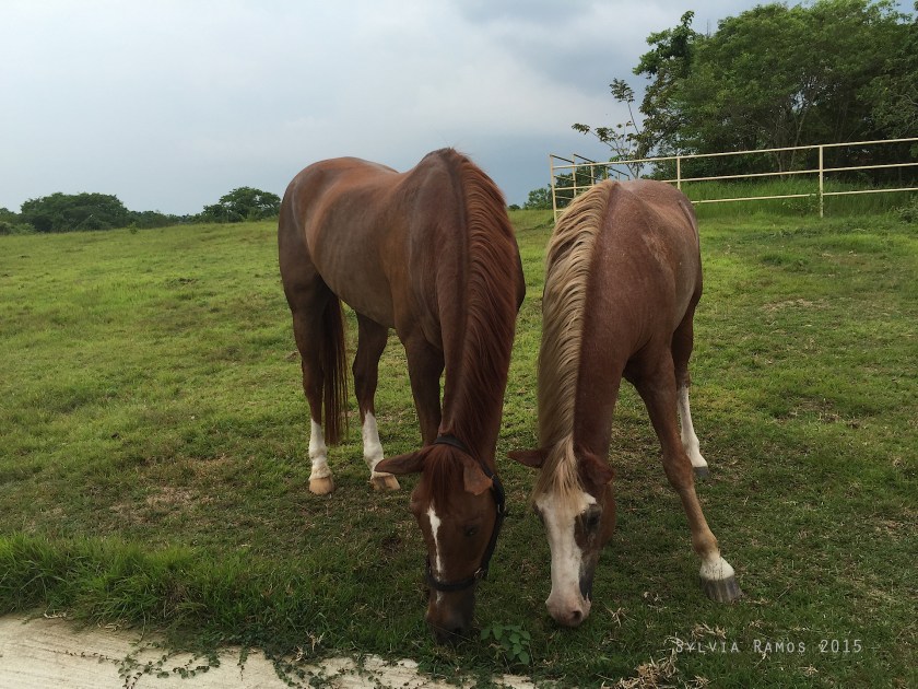 more eating grass side by side