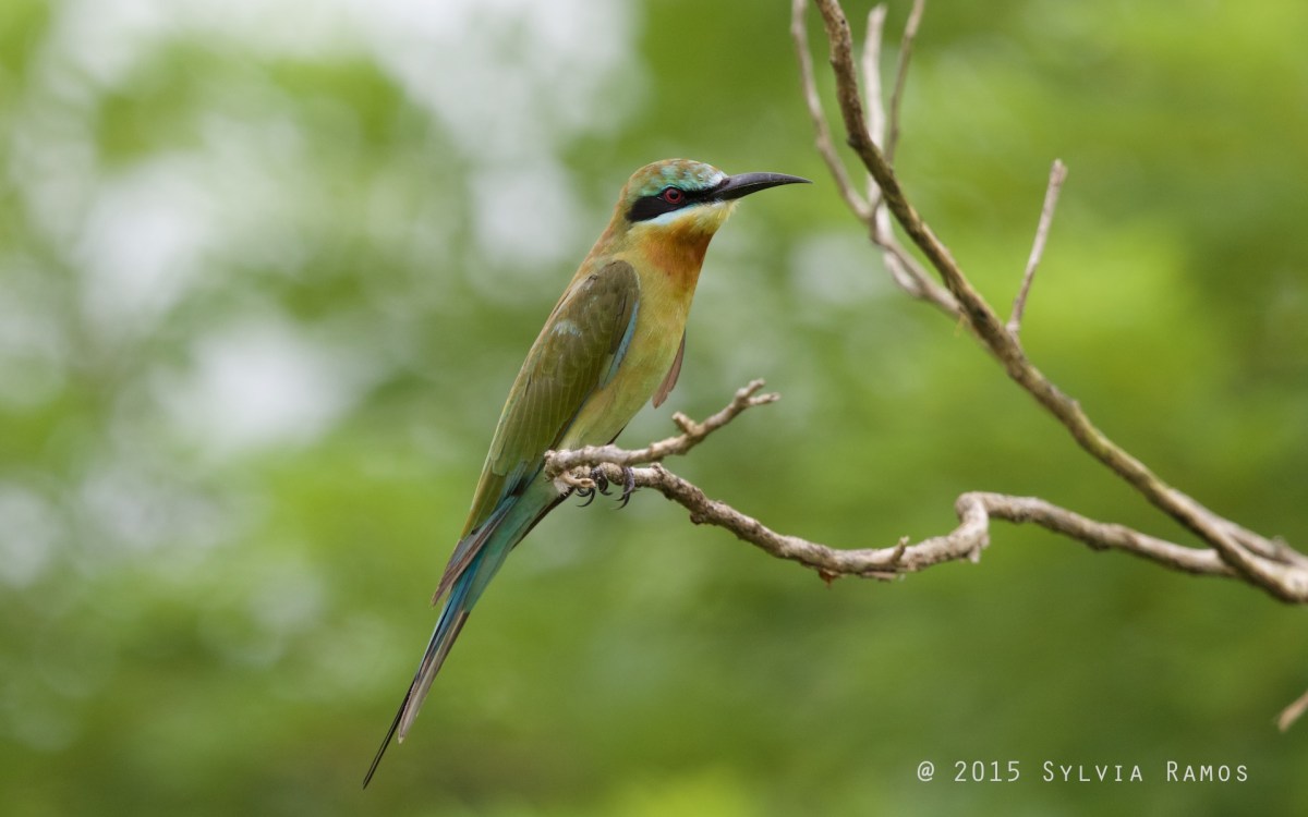 Birds of July, August, and&nbsp;September