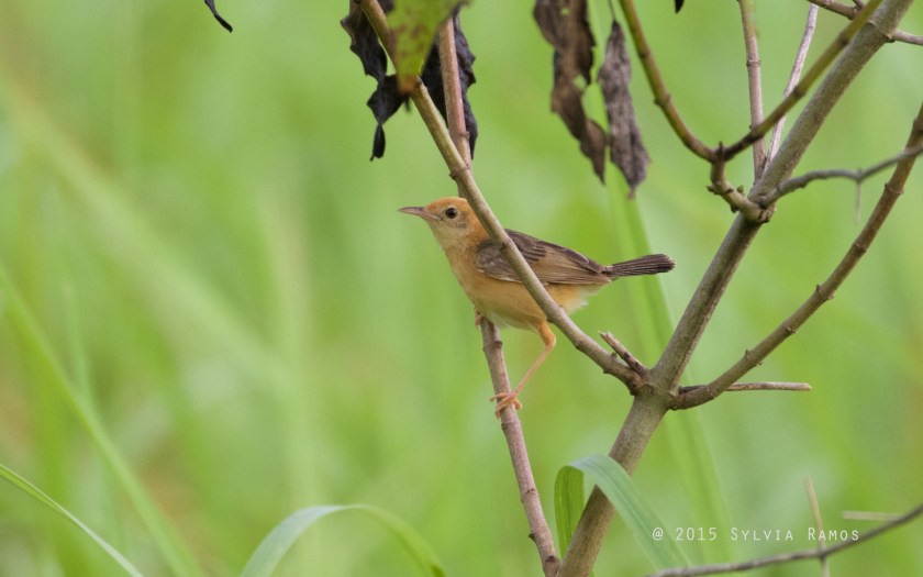 Cisticola exilis