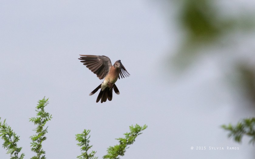 Streptopelia bitorquata