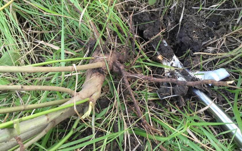 the root of a big plant