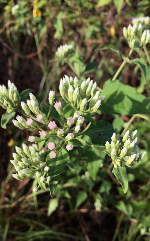 flower here, flower there