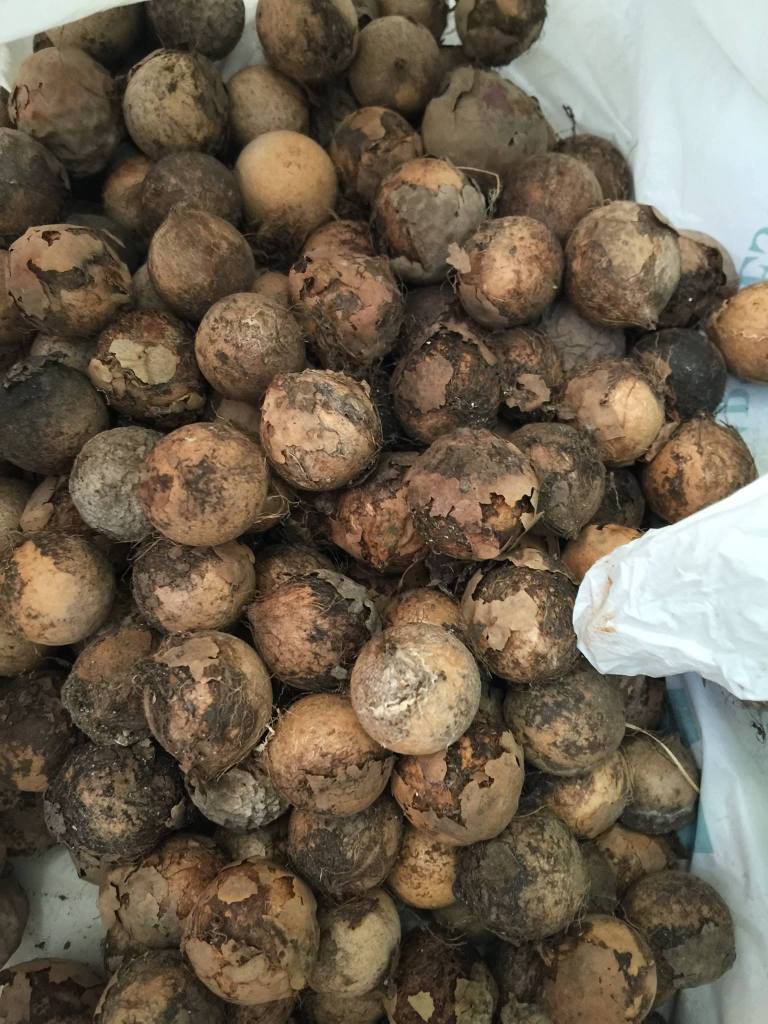 This is what the seeds looked like when we received them in November 2015.