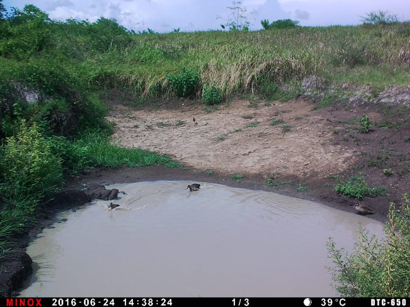 Three Philippine Ducks
