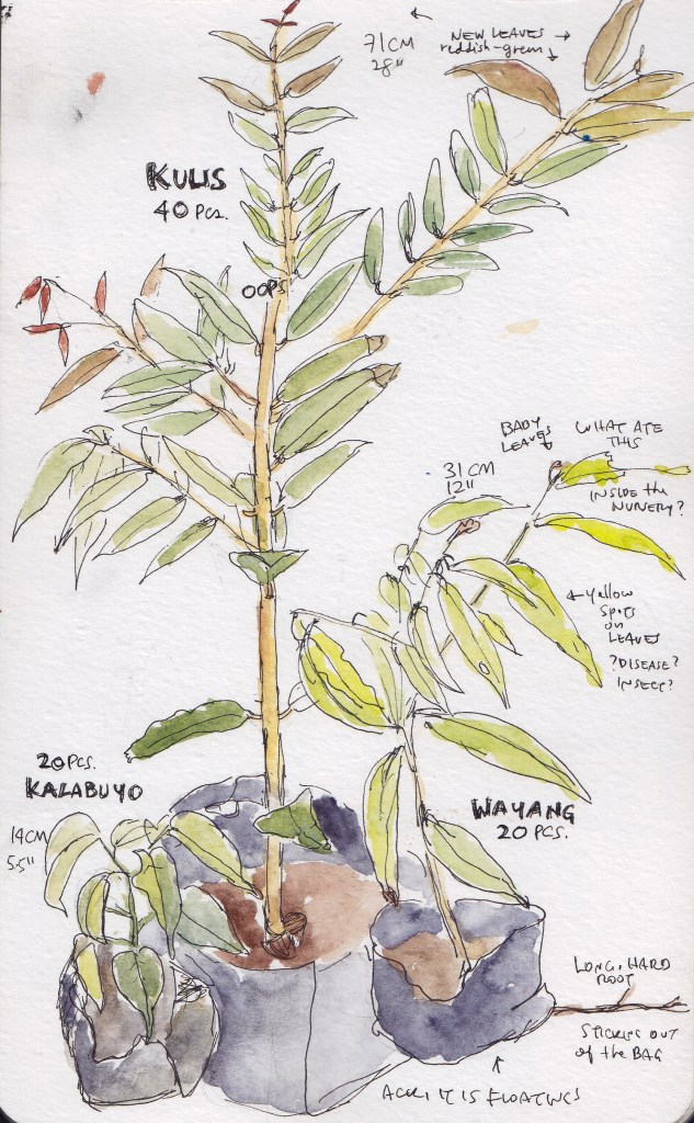 Kulis, Kalabuyo, and Wayang