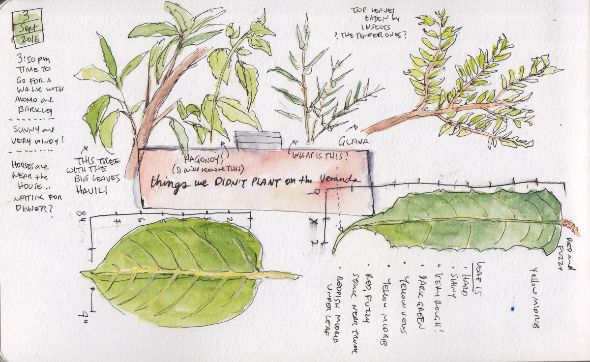 Plants We Didn’t&nbsp;Plant