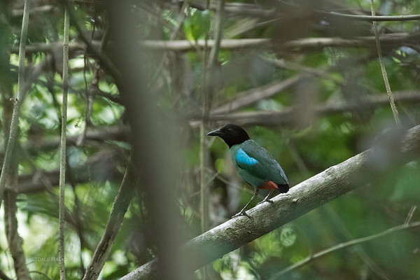 201720hooded20pitta20farm201st20photo-m