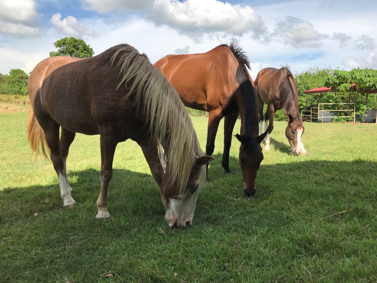 Adopt, Don’t Shop!