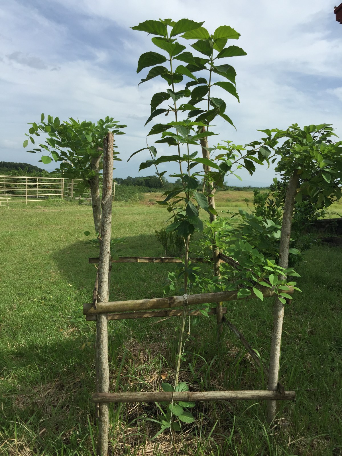 Seedlings and Seeds Planted in&nbsp;2017