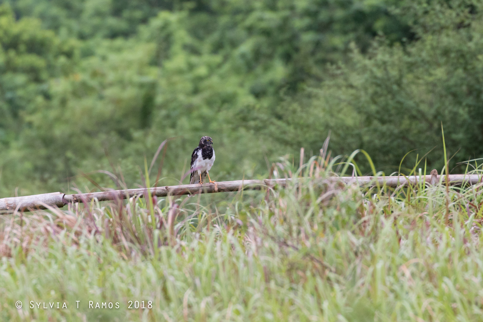 9 July 27 2018 - last