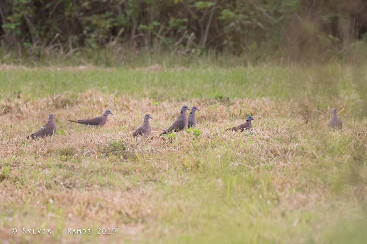 Birds Having a&nbsp;Picnic