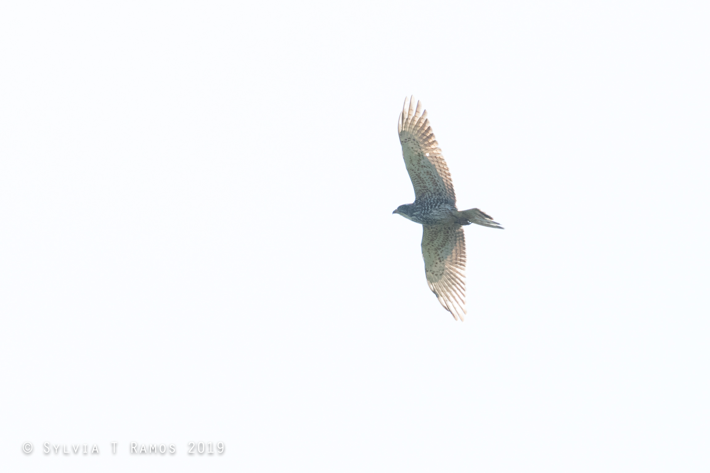 Grey faced buzzard in flight