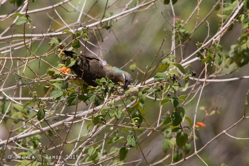 white eared brown dove eating lantana fruit
