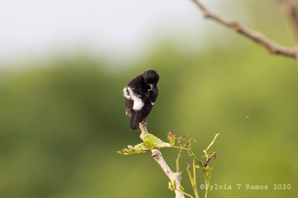 Pied Bushchat male