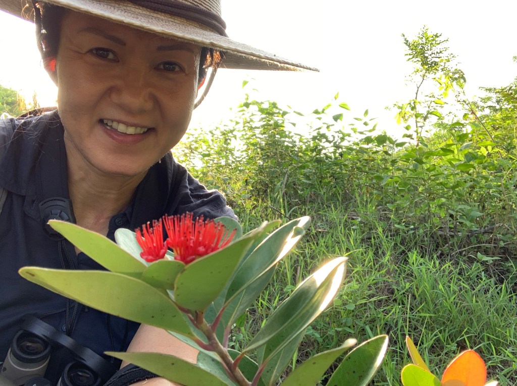 Mangkono tree flowering