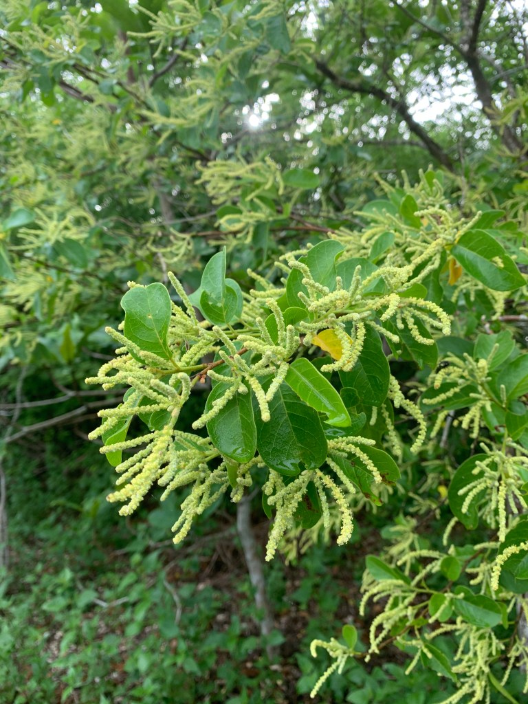 Binayuyu, male flowers