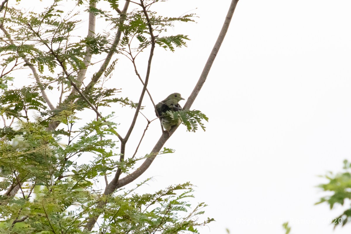 New birds and plants in&nbsp;August