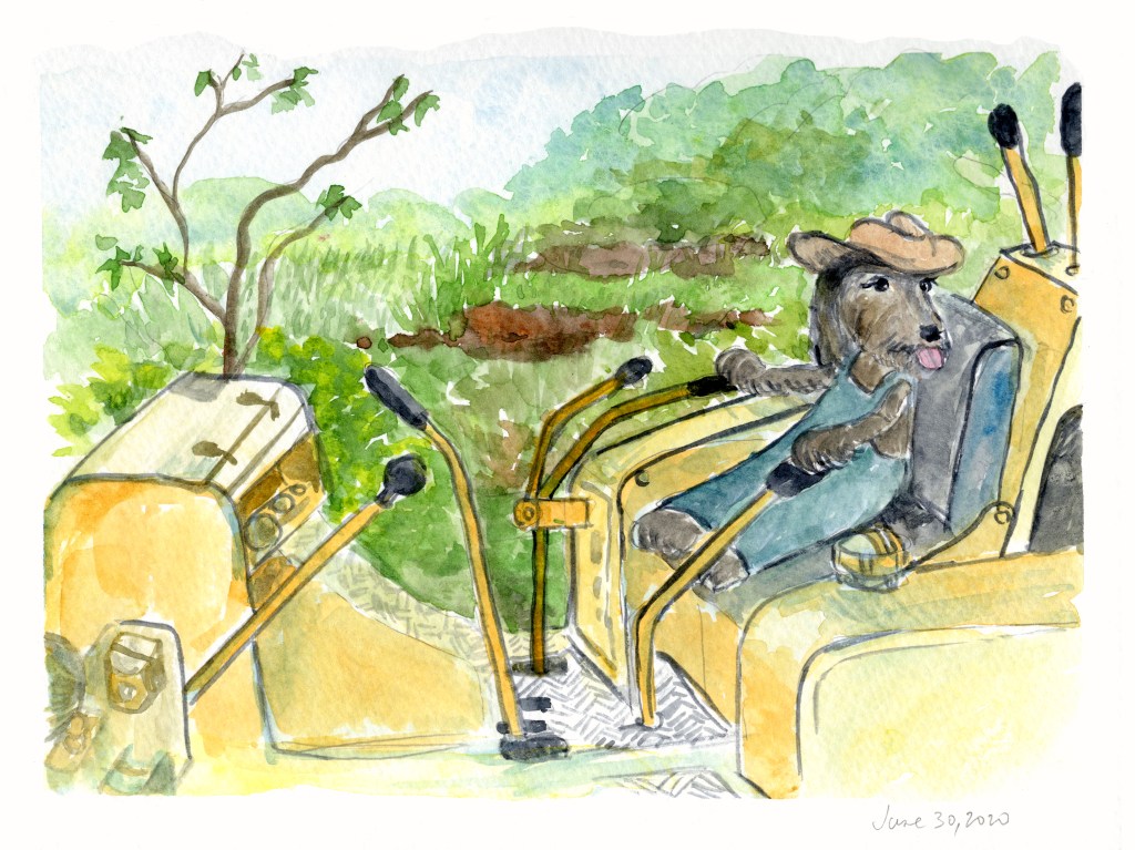 watercolor of Momo in a hat and overalls driving a backhoe