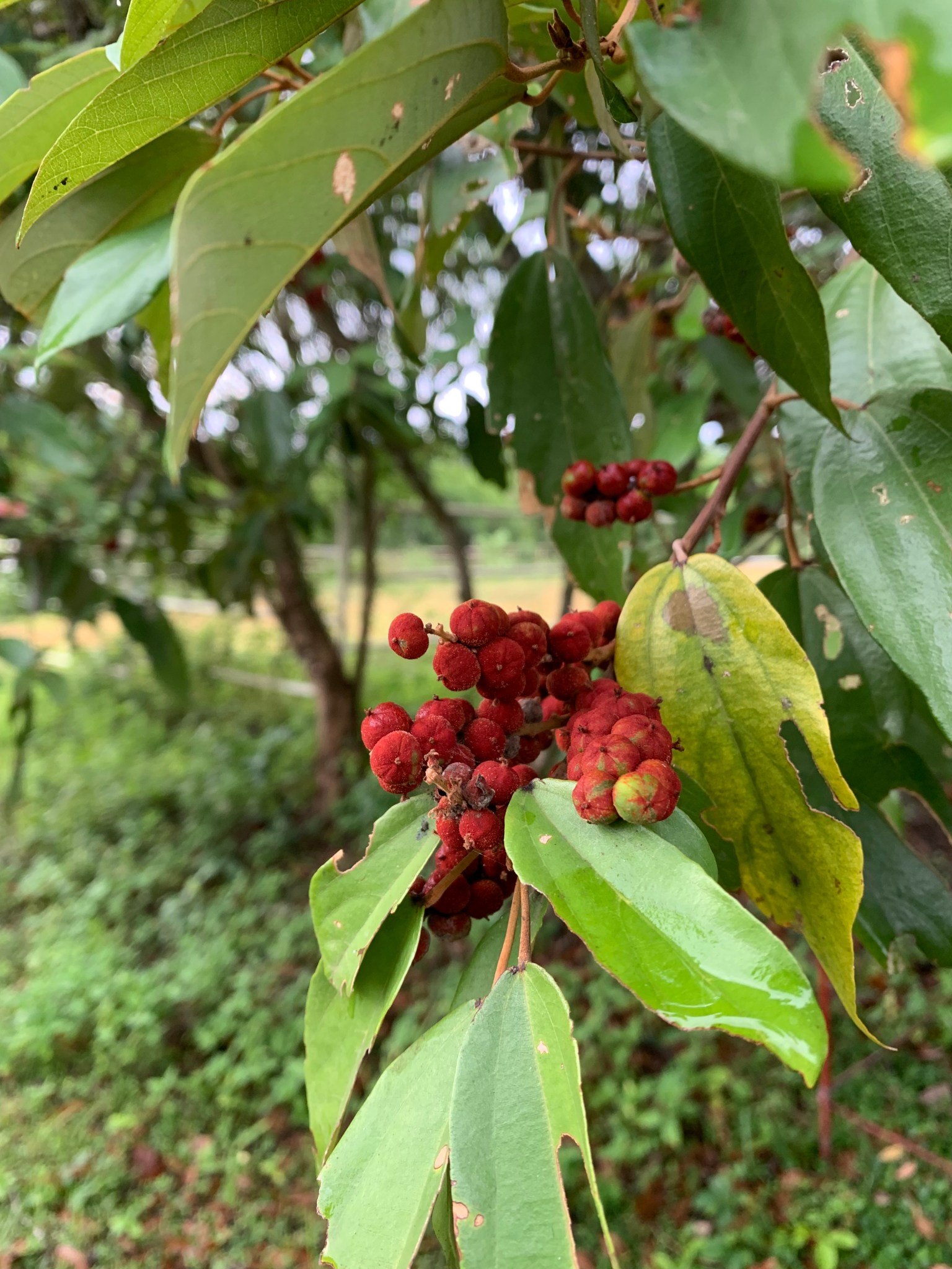 Philippine native trees – Tonji and Sylvia's Wildlife Refuge