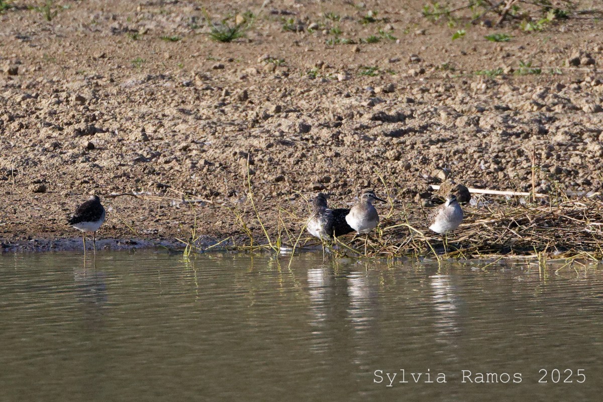 March 2025 – Bird #111&nbsp;!