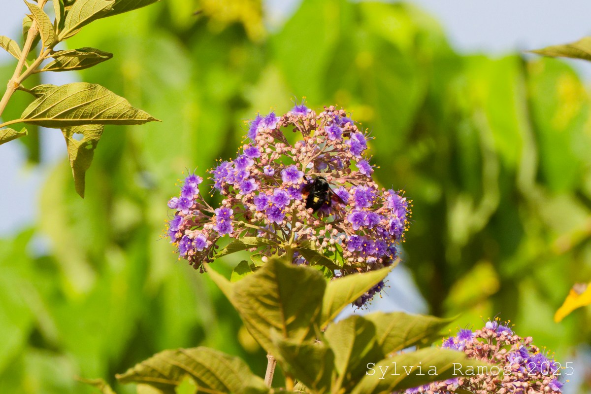 May 2025 – Bird&nbsp;#112