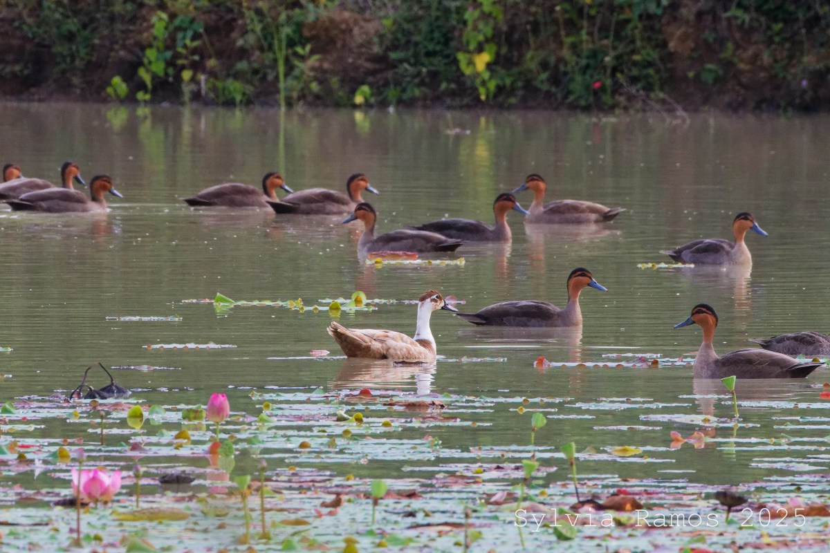 June 2025 – Weird Hybrid&nbsp;Duck!