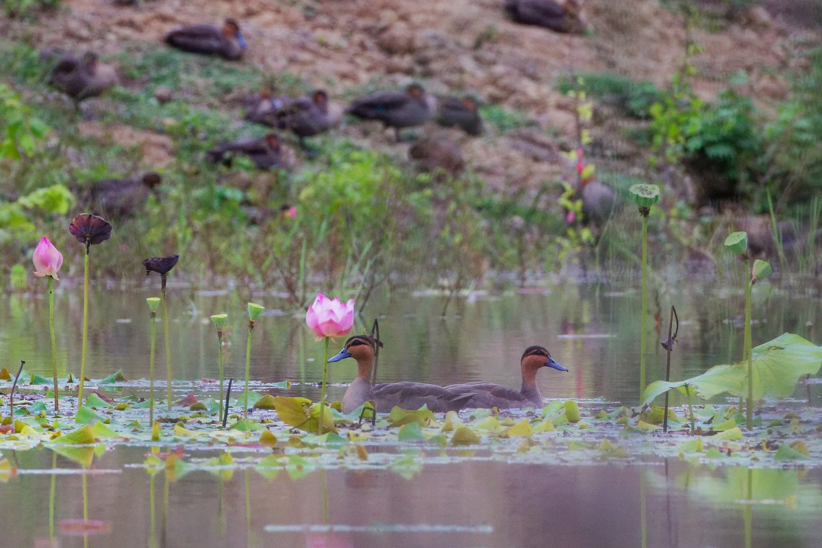 10 Reasons to Build Your Own Wildlife&nbsp;Sanctuary