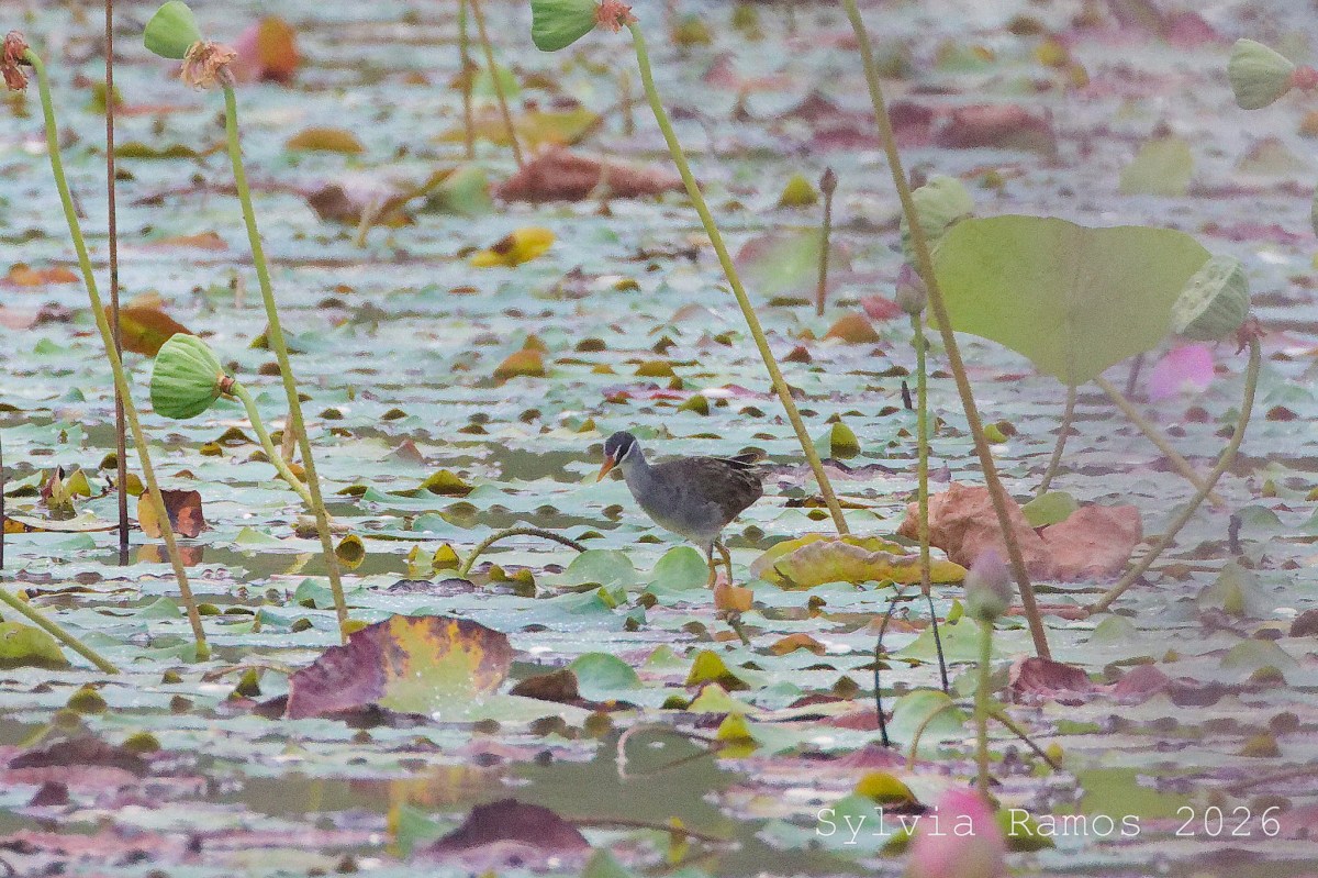 Fruits! Flowers! New Bird! May&nbsp;2026
